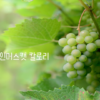 샤인머스캣 칼로리