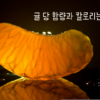 귤 당 함량 썸네일