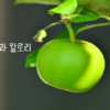 사과 칼로리 썸네일