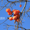 홍시 칼로리 썸네일